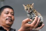 Petugas Balai Konservasi Sumber Daya Alam (BKSDA) Aceh Utara memperlihatkan seekor kucing kuwuk (prionailurus bengalensis) di halaman Kantor BKSDA Resor Aceh Utara, Aceh, Kamis (16/12/2021). Kucing kuwuk atau macan akar tersebut merupakan serahan warga secara sukarela untuk direhabilitasi dan dilepasliarkan kembali ke habitatnya. ANTARA FOTO/Rahmad