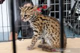 Petugas Balai Konservasi Sumber Daya Alam (BKSDA) Aceh Utara memperlihatkan seekor kucing kuwuk (prionailurus bengalensis) di halaman Kantor BKSDA Resor Aceh Utara, Aceh, Kamis (16/12/2021). Kucing kuwuk atau macan akar tersebut merupakan serahan warga secara sukarela untuk direhabilitasi dan dilepasliarkan kembali ke habitatnya. ANTARA FOTO/Rahmad