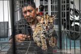 Petugas Balai Konservasi Sumber Daya Alam (BKSDA) Aceh Utara memperlihatkan seekor kucing kuwuk (prionailurus bengalensis) di halaman Kantor BKSDA Resor Aceh Utara, Aceh, Kamis (16/12/2021). Kucing kuwuk atau macan akar tersebut merupakan serahan warga secara sukarela untuk direhabilitasi dan dilepasliarkan kembali ke habitatnya. ANTARA FOTO/Rahmad