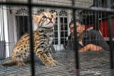 Petugas Balai Konservasi Sumber Daya Alam (BKSDA) Aceh Utara memperlihatkan seekor kucing kuwuk (prionailurus bengalensis) di halaman Kantor BKSDA Resor Aceh Utara, Aceh, Kamis (16/12/2021). Kucing kuwuk atau macan akar tersebut merupakan serahan warga secara sukarela untuk direhabilitasi dan dilepasliarkan kembali ke habitatnya. ANTARA FOTO/Rahmad