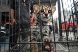 Petugas Balai Konservasi Sumber Daya Alam (BKSDA) Aceh Utara memperlihatkan seekor kucing kuwuk (prionailurus bengalensis) di halaman Kantor BKSDA Resor Aceh Utara, Aceh, Kamis (16/12/2021). Kucing kuwuk atau macan akar tersebut merupakan serahan warga secara sukarela untuk direhabilitasi dan dilepasliarkan kembali ke habitatnya. ANTARA FOTO/Rahmad