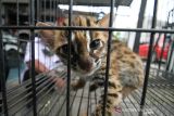 Petugas Balai Konservasi Sumber Daya Alam (BKSDA) Aceh Utara memperlihatkan seekor kucing kuwuk (prionailurus bengalensis) di halaman Kantor BKSDA Resor Aceh Utara, Aceh, Kamis (16/12/2021). Kucing kuwuk atau macan akar tersebut merupakan serahan warga secara sukarela untuk direhabilitasi dan dilepasliarkan kembali ke habitatnya. ANTARA FOTO/Rahmad