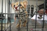 Petugas Balai Konservasi Sumber Daya Alam (BKSDA) Aceh Utara memperlihatkan seekor kucing kuwuk (prionailurus bengalensis) di halaman Kantor BKSDA Resor Aceh Utara, Aceh, Kamis (16/12/2021). Kucing kuwuk atau macan akar tersebut merupakan serahan warga secara sukarela untuk direhabilitasi dan dilepasliarkan kembali ke habitatnya. ANTARA FOTO/Rahmad