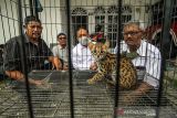 Petugas Balai Konservasi Sumber Daya Alam (BKSDA) Aceh Utara memperlihatkan seekor kucing kuwuk (prionailurus bengalensis) di halaman Kantor BKSDA Resor Aceh Utara, Aceh, Kamis (16/12/2021). Kucing kuwuk atau macan akar tersebut merupakan serahan warga secara sukarela untuk direhabilitasi dan dilepasliarkan kembali ke habitatnya. ANTARA FOTO/Rahmad