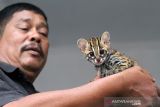 Petugas Balai Konservasi Sumber Daya Alam (BKSDA) Aceh Utara memperlihatkan seekor kucing kuwuk (prionailurus bengalensis) di halaman Kantor BKSDA Resor Aceh Utara, Aceh, Kamis (16/12/2021). Kucing kuwuk atau macan akar tersebut merupakan serahan warga secara sukarela untuk direhabilitasi dan dilepasliarkan kembali ke habitatnya. ANTARA FOTO/Rahmad