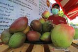 Peserta menunjukkan salah satu jenis varietas buah mangga saat Festival Mangga di Indramayu, Jawa Barat, Jumat (17/12/2021). Festival tersebut menampilkan berbagai jenis varietas buah mangga dan produk olahan yang berbahan dasar buah mangga. ANTARA FOTO/Dedhez Anggara/agr