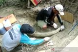 Fosil gading gajah 1,5 meter ditemukan di Situs Patiayam, Kudus