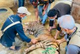 Harimau sumatera yang  ditangkap di Palas ditangani secara medis