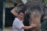 Daftar panjang kematian Gajah Sumatera