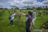 Pengunjung memetik buah naga di agrowisata Amanah Borneo Park, Banjarbaru, Kalimantan Selatan, Rabu (22/12/2021). Agrowisata Amanah Borneo Park yang menawarkan petik buah seperyi buah naga, kelengkeng dan bermacam buah lainnya langsung dari kebun tersebut menjadi destinasi wisata di Kalimantan Selatan yang wajib dikunjungi. Foto Antaranews Kalsel/Bayu Pratama S.