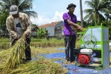 Anggota Kelompok Tani Lare Terbis merontokkan padi menggunakan mesin di Desa Cibitung, Kabupaten Ciamis, Jawa Barat, Rabu (22/12/2021). Lare Terbis berinovasi membuat alat mesin perontok padi 