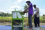 Anggota Kelompok Tani Lare Terbis merontokkan padi menggunakan mesin di Desa Cibitung, Kabupaten Ciamis, Jawa Barat, Rabu (22/12/2021). Lare Terbis berinovasi membuat alat mesin perontok padi 