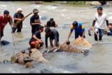 Festival 7 sungai menjadi daya tarik wisata Desa Cibuluh Subang