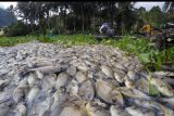 Nelayan melintas di dekat tumpukan ikan mati di tepian Danau Maninjau, Nagari Koto Malintang, Kabupaten Agam, Sumatera Barat, Kamis (23/12/2021). Data Dinas Perikanan dan Ketahanan Pangan Kabupaten Agam mencatat total, ikan keramba jaring apung (KJA) yang mati akibat kekurangan oksigen karena cuaca buruk di empat nagari Danau Maninjau selama dua pekan terakhir mencapai 921 ton dengan kerugian Rp18,24 miliar. ANTARA FOTO/Iggoy el Fitra/nym.