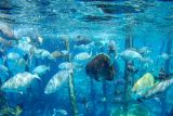 PLN bantu Rp200 juta untuk konservasi terumbu karang Raja Ampat