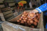 Pedagang menyortir telur ayam ras untuk pembeli di Pasar baru, Indramayu, Jawa Barat, Rabu (29/12/2021). Menurut pedagang, sejak dua pekan terakhir harga telur ayam ras mengalami kenaikan dari harga Rp22 ribu menjadi Rp31 ribu per kilogram akibat memasuki musim liburan akhir tahun dan biaya pakan yang tinggi. ANTARA FOTO/Dedhez Anggara/agr