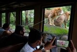 Wisatawan melihat singa dari dalam bus saat mengunjungi objek wisata kebun binatang di Bali Safari and Marine Park, Gianyar, Bali, Rabu (29/12/2021). Jumlah kunjungan wisatawan di kebun binatang tersebut selama liburan natal dan tahun baru mengalami peningkatan mencapai 1.200 orang per hari dengan tetap menerapkan protokol kesehatan yang ketat. ANTARA FOTO/Nyoman Hendra Wibowo/nym.