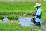 Sulsel segera salurkan 2.600 ton benih padi kepada 24 daerah