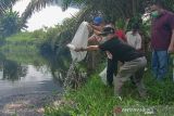 PTPN V tebar sejuta bibit ikan serentak di Riau