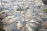 Kerugian matinya ikan Danau Maninjau  capai Rp35,28  miliar