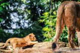 Seekor anak singa (Panthera Leo) bersama induknya berada di dalam kandang satwa di Kebun Binatang Bandung, Jawa Barat, Selasa (4/1/2022). Koleksi binatang di Kebun Binatang Bandung bertambah setelah dua ekor anak singa yang diberi nama Baha dan Gia lahir dengan normal pada 28 November 2021. ANTARA FOTO/Raisan Al Farisi/agr