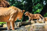 Seekor anak singa (Panthera Leo) bersama induknya bermain di dalam kandang satwa di Kebun Binatang Bandung, Jawa Barat, Selasa (4/1/2022). Koleksi binatang di Kebun Binatang Bandung bertambah setelah dua ekor anak singa yang diberi nama Baha dan Gia lahir dengan normal pada 28 November 2021. ANTARA FOTO/Raisan Al Farisi/agr