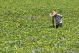 Petani di OKU mulai budidayakan tanaman porang