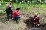 Warga menunjukkan tumpukan batu bata merah di Dusun Cangak, Desa Sumbernongko, Kecamatan Ngusikan, Kabupaten Jombang, Jawa Timur, Selasa (4/1/2022). Temuan tulang belulang, pecahan gerabah serta batu bata di tengah ladang jangung itu dugaan awal bahwa lokasi tersebut dulunya merupakan permukiman kaum bangsawan di zaman sebelum Majapahit. Antara Jatim/Syaiful Arif/zk