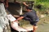 Heboh penemuan ikan raksasa di lokasi banjir Aceh