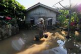 Seorang warga berjalan di halaman rumah yang tergenang air di Tanjung Gedang, Pasar Muara Bungo, Bungo, Jambi, Selasa (4/1/2022). Banjir di kawasan itu mulai berangsur surut meski masih menggenangi beberapa lokasi. ANTARA FOTO/Wahdi Septiawan/tom.