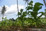 Petani merawat tanaman tembakau di Desa Lam Aling, Kecamatan Cot Gle, Kabupaten Aceh Besar, Aceh, Kamis (6/1/2022). Sejumlah petani tembakau di Kabupaten Aceh Besar mengharapkan perhatian pemerintah terutama peningkatan sumber daya manusia (SDM) petani melalui pelatihan dan selain peralatan produksi modern guna untuk meningkatkan produksi dan kualitas tembakau. ANTARA FOTO/Ampelsa