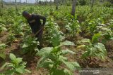 Petani merawat tanaman tembakau di Desa Lam Aling, Kecamatan Cot Gle, Kabupaten Aceh Besar, Aceh, Kamis (6/1/2022). Sejumlah petani tembakau di Kabupaten Aceh Besar mengharapkan perhatian pemerintah terutama peningkatan sumber daya manusia (SDM) petani melalui pelatihan dan selain peralatan produksi modern guna untuk meningkatkan produksi dan kualitas tembakau. ANTARA FOTO/Ampelsa