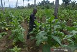 Petani merawat tanaman tembakau di Desa Lam Aling, Kecamatan Cot Gle, Kabupaten Aceh Besar, Aceh, Kamis (6/1/2022). Sejumlah petani tembakau di Kabupaten Aceh Besar mengharapkan perhatian pemerintah terutama peningkatan sumber daya manusia (SDM) petani melalui pelatihan dan selain peralatan produksi modern guna untuk meningkatkan produksi dan kualitas tembakau. ANTARA FOTO/Ampelsa