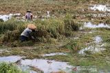 Petani mengamati padi yang terendam banjir di Desa Meunje, Aceh Utara, Aceh, Kamis (6/1/2022). Sebanyak 68 hektare tanaman padi di kawasan tersebut rusak dan terancam gagal panen akibat terendam banjir. ANTARA FOTO/Rahmad
