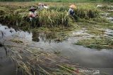 Petani mengamati padi yang terendam banjir di Desa Meunje, Aceh Utara, Aceh, Kamis (6/1/2022). Sebanyak 68 hektare tanaman padi di kawasan tersebut rusak dan terancam gagal panen akibat terendam banjir. ANTARA FOTO/Rahmad
