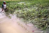 Petani mengamati padi yang terendam banjir di Desa Meunje, Aceh Utara, Aceh, Kamis (6/1/2022). Sebanyak 68 hektare tanaman padi di kawasan tersebut rusak dan terancam gagal panen akibat terendam banjir. ANTARA FOTO/Rahmad