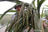 Petani mengamati padi yang terendam banjir di Desa Meunje, Aceh Utara, Aceh, Kamis (6/1/2022). Sebanyak 68 hektare tanaman padi di kawasan tersebut rusak dan terancam gagal panen akibat terendam banjir. ANTARA FOTO/Rahmad