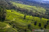 Foto udara perkebunan teh milik PTPN VIII di Sukawana, Lembang, Kabupaten Bandung Barat, Jawa Barat, Jumat (7/1/2022). Badan Pusat Statistik (BPS) mencatat luas perkebunan teh di Jawa Barat mencapai 86.832 hektar pada 2020 dan menjadi yang terluas di Indonesia dengan proporsi luas perkebunan teh mencapai 77,31 persen dari total area perkebunan teh Indonesia. ANTARA FOTO/Raisan Al Farisi/agr