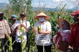 Bupati Lampung Barat bersama Ketua Komisi IV DPR RI panen jagung