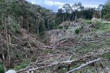 Walhi ajak pemerintah menjaga kelestarian hutan yang tersisa di Sulsel