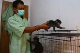 Perawat satwa mengasuh bayi lutung jawa (Trachypithecus auratus) yang ditinggal mati induknya di ruang bayi lembaga konservasi satwa Javan Langur Centre (JLC) Coban Talun, Batu, Jawa Timur, Sabtu (8/1/2022). Sebanyak tiga bayi lutung jawa yang merupakan hasil sitaan serta temuan warga menjalani proses rehabilitasi kesehatan dan perawatan di lembaga konservasi satwa tersebut hingga berusia satu tahun untuk kemudian memasuki tahap sosialisasi sebelum  kemudian dilepasliarkan ke alam. Antara Jatim/Ari Bowo Sucipto/zk