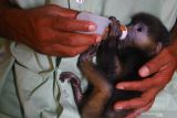 Perawat satwa meminumkan susu pada bayi lutung jawa (Trachypithecus auratus) berusia dua bulan yang ditinggal mati induknya di ruang bayi lembaga konservasi satwa Javan Langur Centre (JLC) Coban Talun, Batu, Jawa Timur, Sabtu (8/1/2022). Sebanyak tiga bayi lutung jawa yang merupakan hasil sitaan serta temuan warga menjalani proses rehabilitasi kesehatan dan perawatan di lembaga konservasi satwa tersebut hingga berusia satu tahun untuk kemudian memasuki tahap sosialisasi sebelum  kemudian dilepasliarkan ke alam. Antara Jatim/Ari Bowo Sucipto/zk