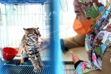 Dokter hewan Balai Konservasi Sumber Daya Alam (BKSDA) Taing Lubis memeriksa kesehatan seekor satwa langka dan dilindungi jenis kucing kuwuk (Prionailurus bengalensis) yang diserahkan warga sebelum dilepasliarkan di Banda Aceh, Aceh, Senin (10/1/2022). BKSDA Aceh melepasliarkan kembali ke habitatnya kucing kuwuk atau yang juga dikenal dengan sebutan kucing hutan dan beberapa satwa dilindungi lainnya hasil sitaan dan serahan warga setelah mendapat perawatan dan rehabilitasi. ANTARA FOTO/Irwansyah Putra/wsj.