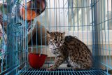 Dokter hewan Balai Konservasi Sumber Daya Alam (BKSDA) Taing Lubis memeriksa kesehatan seekor satwa langka dan dilindungi jenis kucing kuwuk (Prionailurus bengalensis) yang diserahkan warga sebelum dilepasliarkan di Banda Aceh, Aceh, Senin (10/1/2022). BKSDA Aceh melepasliarkan kembali ke habitatnya kucing kuwuk atau yang juga dikenal dengan sebutan kucing hutan dan beberapa satwa dilindungi lainnya hasil sitaan dan serahan warga setelah mendapat perawatan dan rehabilitasi. ANTARA FOTO/Irwansyah Putra/wsj.