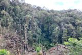 Walhi Sulsel terus kampanyekan penyelamatan hutan