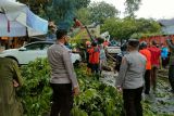 Tiga mobil tertimpa pohon tumbang akibat angin kencang di  Semarang