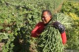 Petani memanen kacang panjang di area persawahan Desa Paron, Kediri, Jawa Timur, Senin (10/1/2022). Sejumlah petani di daerah itu saat musim hujan memilih menanam kacang panjang daripada menanam padi karena memiliki siklus panen hingga 18 kali dalam sekali tanam dan harga jual stabil pada kisaran Rp4.000 per kilogram sehingga dinilai lebih menguntungkan. Antara Jatim/Prasetia Fauzani/zk