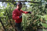 Petani memanen kacang panjang di area persawahan Desa Paron, Kediri, Jawa Timur, Senin (10/1/2022). Sejumlah petani di daerah itu saat musim hujan memilih menanam kacang panjang daripada menanam padi karena memiliki siklus panen hingga 18 kali dalam sekali tanam dan harga jual stabil pada kisaran Rp4.000 per kilogram sehingga dinilai lebih menguntungkan. Antara Jatim/Prasetia Fauzani/zk