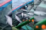 Nahkoda kapal nelayan mengaku iseng-iseng video lumba-lumba 