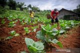 Buruh tani merawat tanaman tembakau di Sekejengkol, Kabupaten Bandung, Jawa Barat, Rabu (12/1/2022). Asosiai Petani Tembakau Indonesia (APTI) menyatakan, serapan tembakau lokal diperkirakan kembali mengalami penurunan pada tahun 2022 seiring kebijakan penaikan cukai hasi tembakau sebesar rata-rata 12 persen dari kisaran 160 ribu hingga 180 ton pada tahun 2021. ANTARA FOTO/Raisan Al Farisi/agr